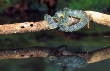 Afrika bush viper yansıması ile