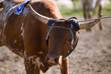 Longhorn Sığır Kementleme