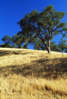 Oak Trees On Hillside clipart
