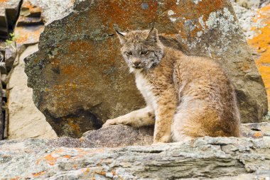 Genç Kanadalı rock ledge lynx
