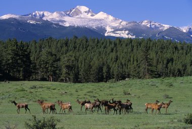 Elk Herd In Mountain Meadow clipart
