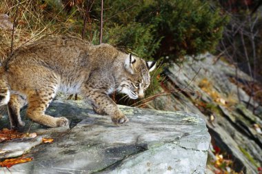 Bobcat bir kayanın üzerinde