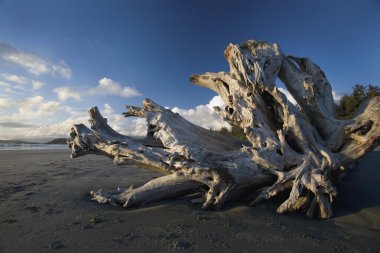 Driftwood On A Beach clipart