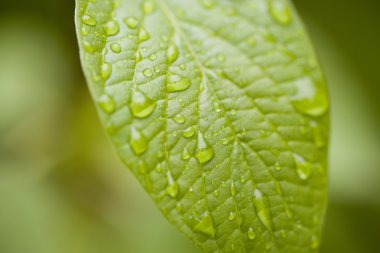 yaprak üzerinde yağmur damlaları