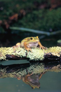Golden Bell Frog clipart