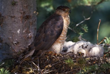 Cooper's hawk Nest genç ile