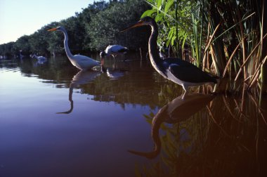 Louisiana balıkçıl, büyük ak balıkçıl ve ahşap leylek üzerinde mrazek gölet, everglades Ulusal Parkı
