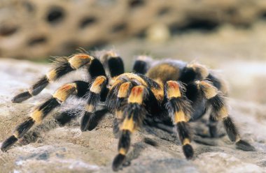 terantula (Meksika kırmızı bacak)