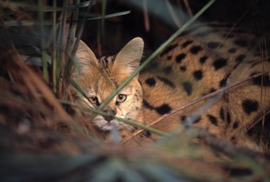otların arasında dinlenme serval kedisi