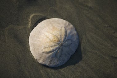 A Sand Dollar Seashell On The Beach clipart