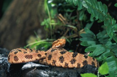 Pygmy Rattlesnake clipart