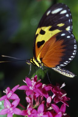 Kaplan longwing kelebek