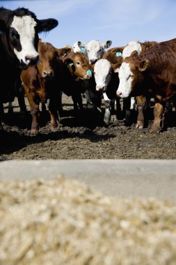 sığır herded