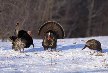 Wild Turkey Toms Displaying Feathers For Hen clipart