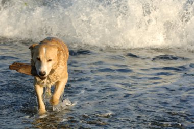köpek bir sopa alınıyor