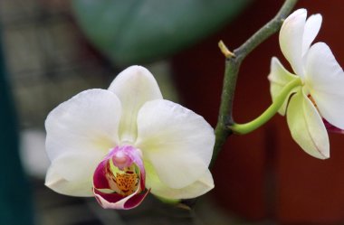 Beyaz Orkide