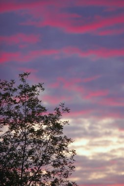 Gün batımında bir ağacın silueti