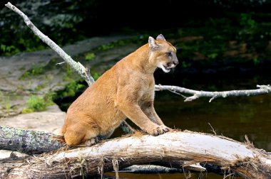 Puma tırmalamak günlüğü