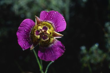 Gunnison'ın mariposa lily
