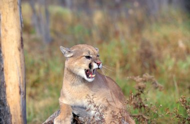 puma