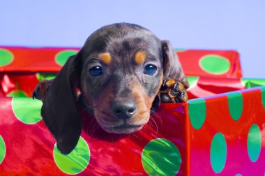 Dachshund Köpek yavrusu hediye kutusu