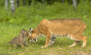 Bobcat With Young clipart