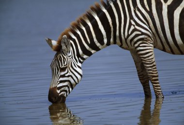 Zebra içme suyu