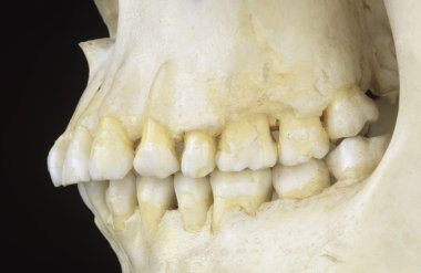 insan çene yan görünüm