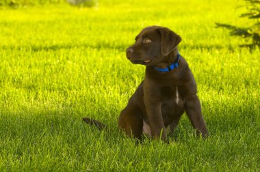 çikolata labrador geri almak