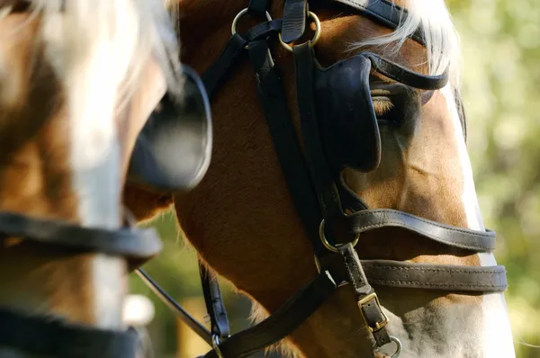 Equipa de Cavalos — Fotografia de Stock