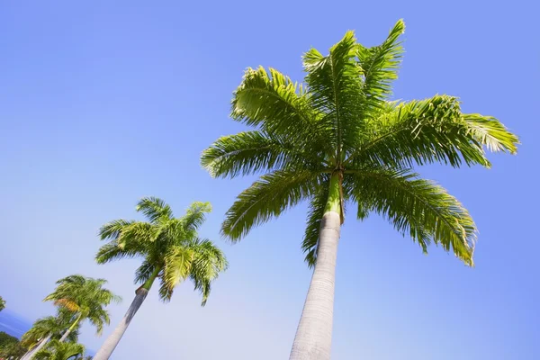 Palm Trees In The Tropics — Stock Photo, Image