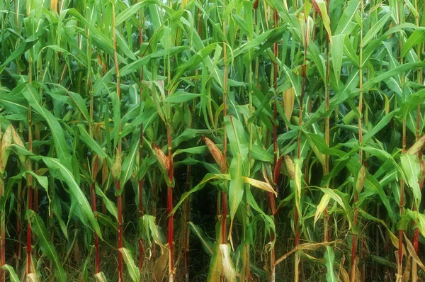 Campo di grano — Foto Stock