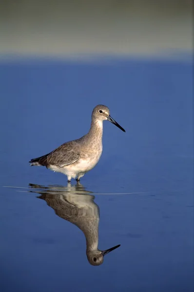 Lármás cankó-shorebird — Stock Fotó