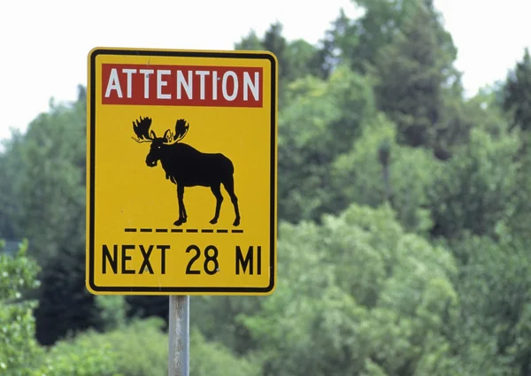 Moose crossing znamení — Stock fotografie