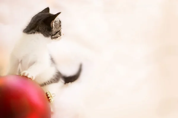 Kätzchen spielt mit Ornament — Stockfoto