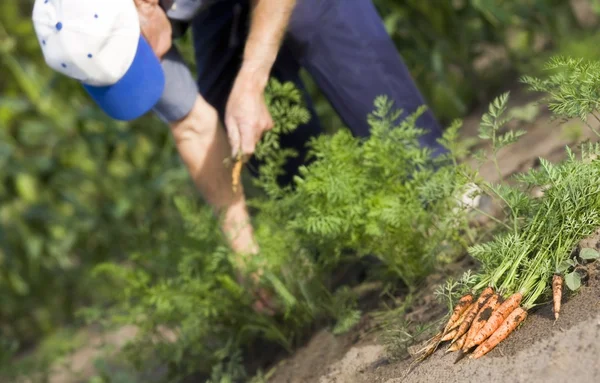 Uomo tirando carote fuori dal suo giardino — Foto Stock