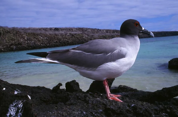 Mewy widłosterne na wyspy galapagos — Zdjęcie stockowe