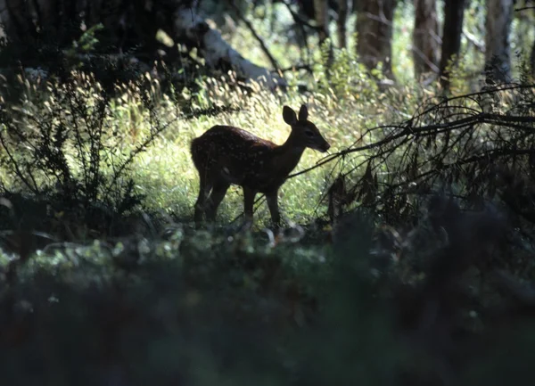 单只小鹿在森林里 — 图库照片
