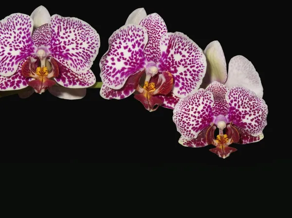 Orquídeas Phalaenopsis — Foto de Stock