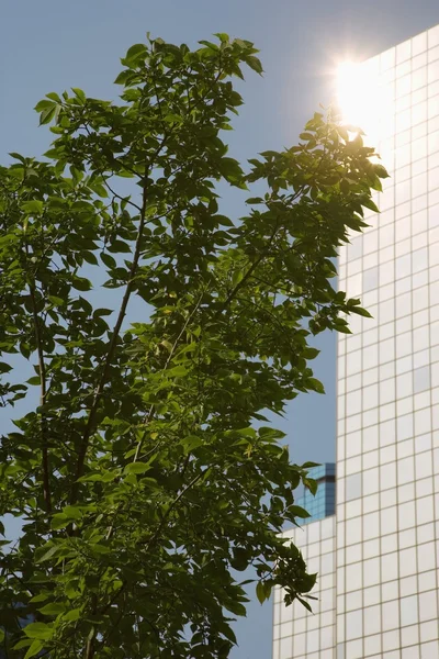 Tree In Front Of Office Building — Stock Photo, Image