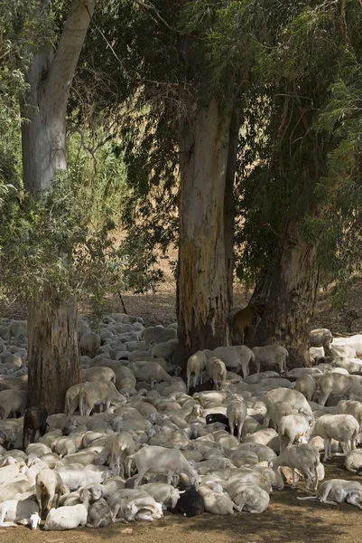 Chèvres se reposant sous les eucalyptus — Photo