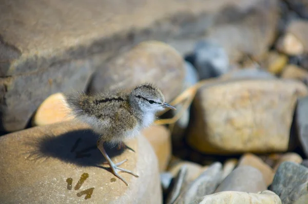 赤ちゃん killdeer — ストック写真