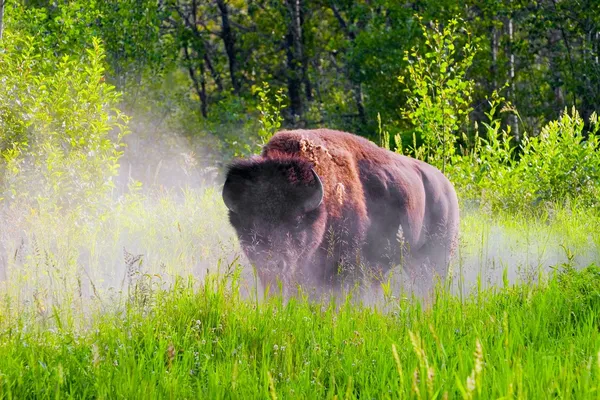 Bizon pawing brud — Zdjęcie stockowe