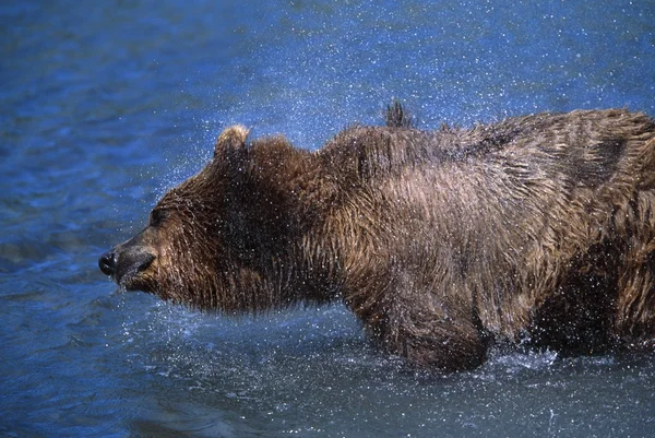 Urso do Alasca sacudindo água — Fotografia de Stock