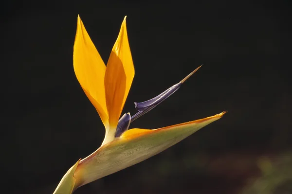 Paradiesvogel — Stockfoto