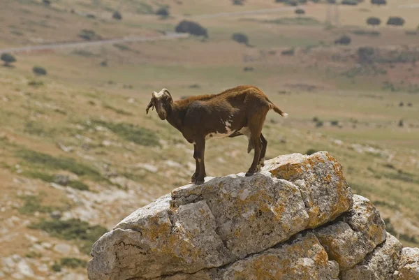 Ziege steht auf Felsen — Stockfoto