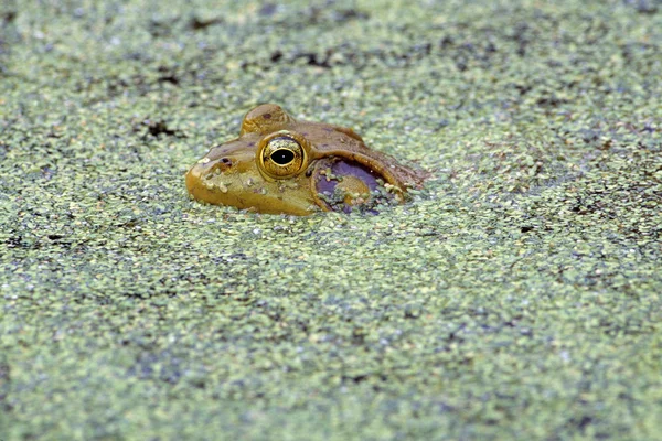 Bullfrog Head In Duckweed — Stock Photo, Image
