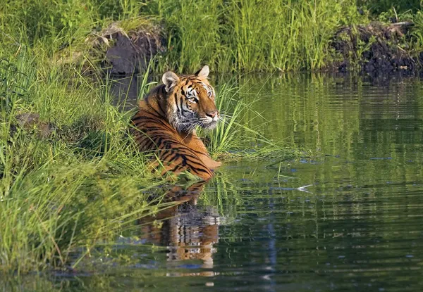 Tigre deitado na água — Fotografia de Stock