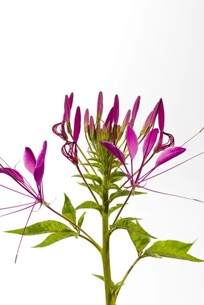 Cleome çiçek — Stok fotoğraf