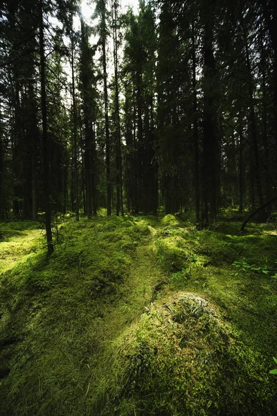 Paisaje del bosque musgoso — Foto de Stock